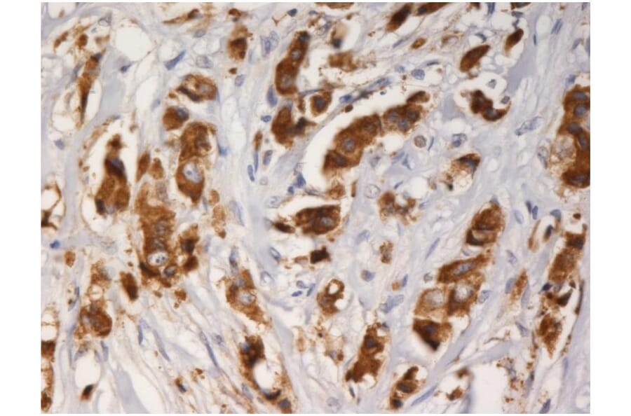 IHC - Anti-AGR3 Antibody [AGR3.1] (A86426)