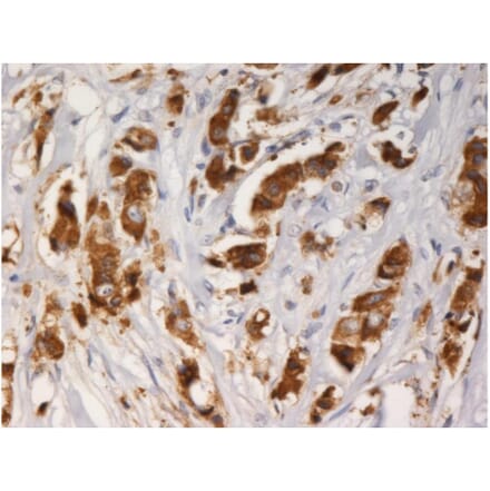 IHC - Anti-AGR3 Antibody [AGR3.1] (A86426)