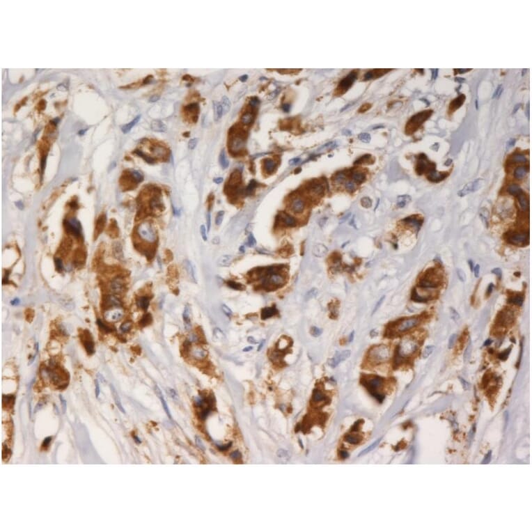 IHC - Anti-AGR3 Antibody [AGR3.1] (A86426)