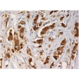 IHC - Anti-AGR3 Antibody [AGR3.1] (A86426)