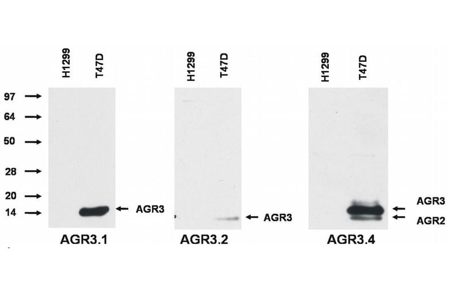 WB - Anti-AGR3 Antibody [AGR3.1] (A86426)