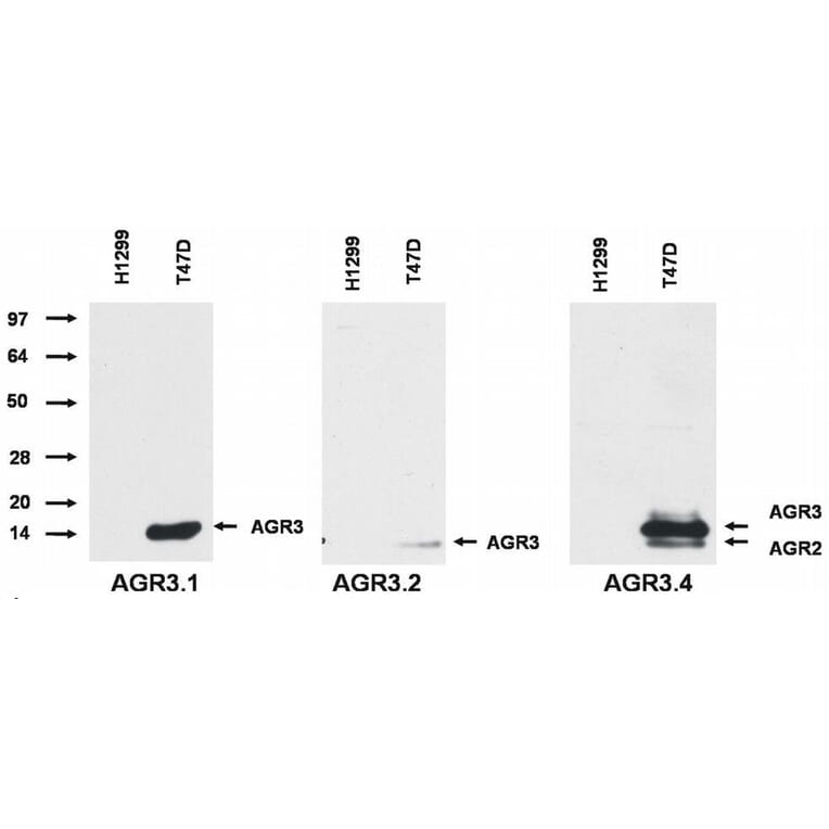 WB - Anti-AGR3 Antibody [AGR3.1] (A86426)