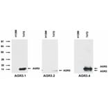 WB - Anti-AGR3 Antibody [AGR3.1] (A86426)