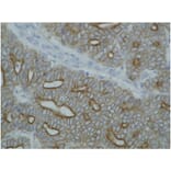IHC - Anti-pan Cytokeratin Antibody [C-11] (A86447)