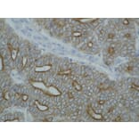 Immunohistochemistry - Anti-pan Cytokeratin Antibody [C-11] (A86445) - Antibodies.com