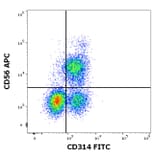Flow Cytometry - Anti-NKG2D Antibody [1D11] (FITC) (A86454)