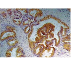 IHC - Anti-Prostate Specific Antigen Antibody [A67-B/E3] (A86464)
