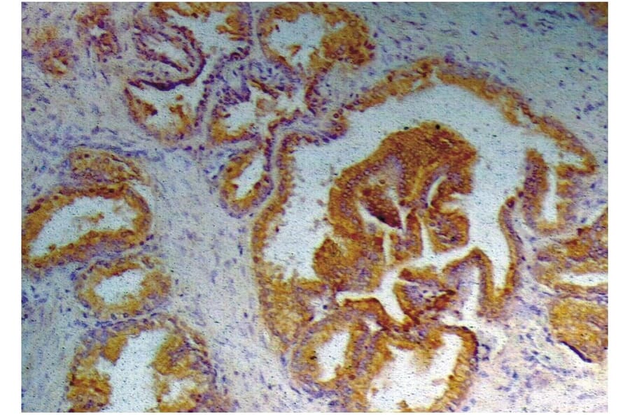 IHC - Anti-Prostate Specific Antigen Antibody [A67-B/E3] (A86464)