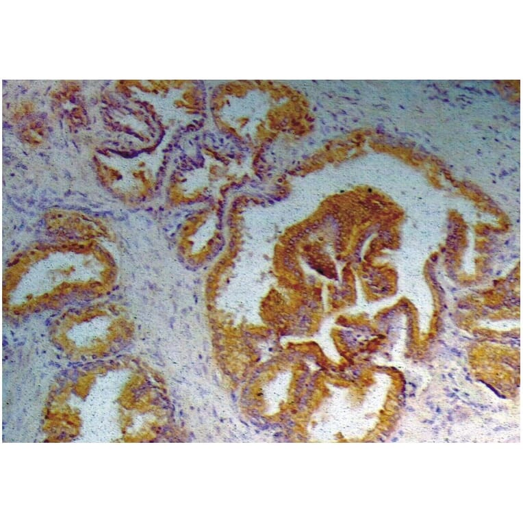 IHC - Anti-Prostate Specific Antigen Antibody [A67-B/E3] (A86464)