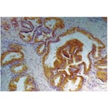 IHC - Anti-Prostate Specific Antigen Antibody [A67-B/E3] (A86464)