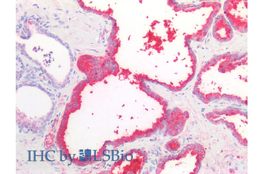 IHC - Anti-Prostate Specific Antigen Antibody [A67-B/E3] (A86464)