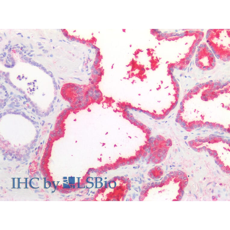 IHC - Anti-Prostate Specific Antigen Antibody [A67-B/E3] (A86464)