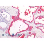 IHC - Anti-Prostate Specific Antigen Antibody [A67-B/E3] (A86464)