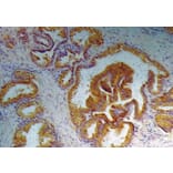 Immunohistochemistry - Anti-Prostate Specific Antigen Antibody [A67-B/E3] (A86460) - Antibodies.com