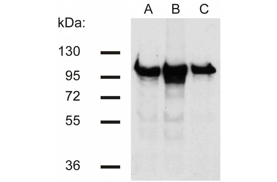 WB - Anti-beta Catenin Antibody [EM-22] (A86465)