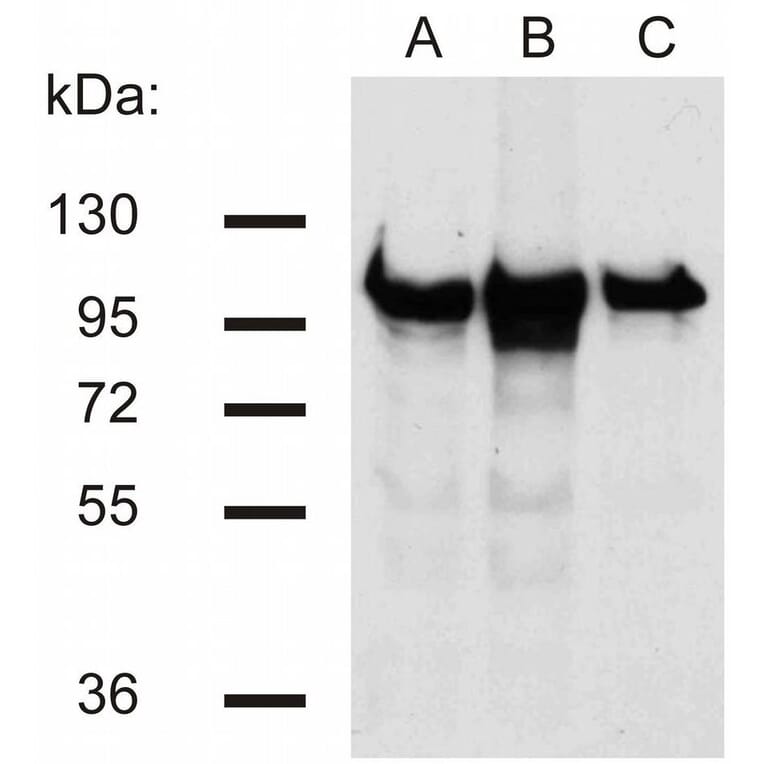 WB - Anti-beta Catenin Antibody [EM-22] (A86465)