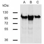WB - Anti-beta Catenin Antibody [EM-22] (A86465)