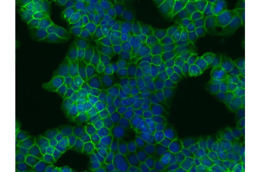 Immunocytochemistry - Anti-beta Catenin Antibody [EM-22] (A86464) - Antibodies.com