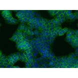 Immunocytochemistry - Anti-beta Catenin Antibody [EM-22] (A86464) - Antibodies.com