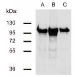 Western Blot - Anti-beta Catenin Antibody [EM-22] (A86465) - Antibodies.com
