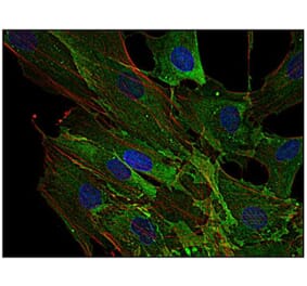ICC - Anti-AHNAK Antibody [EM-09] (A86476)