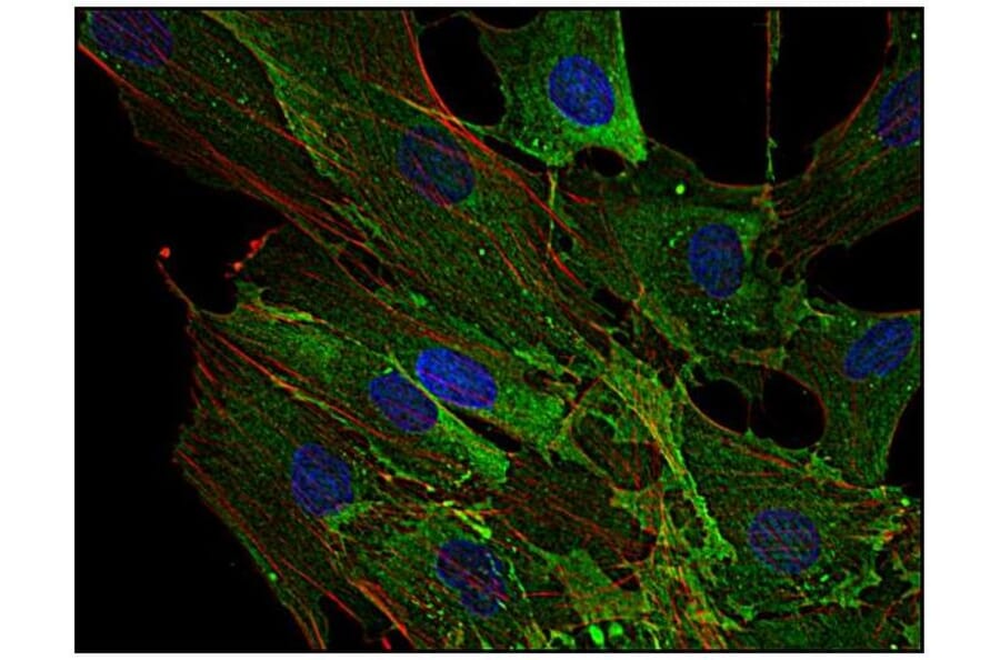 ICC - Anti-AHNAK Antibody [EM-09] (A86476)