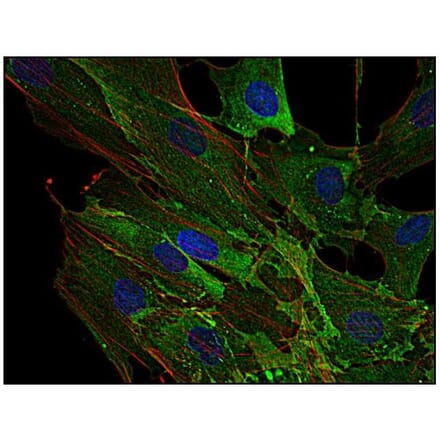 ICC - Anti-AHNAK Antibody [EM-09] (A86476)