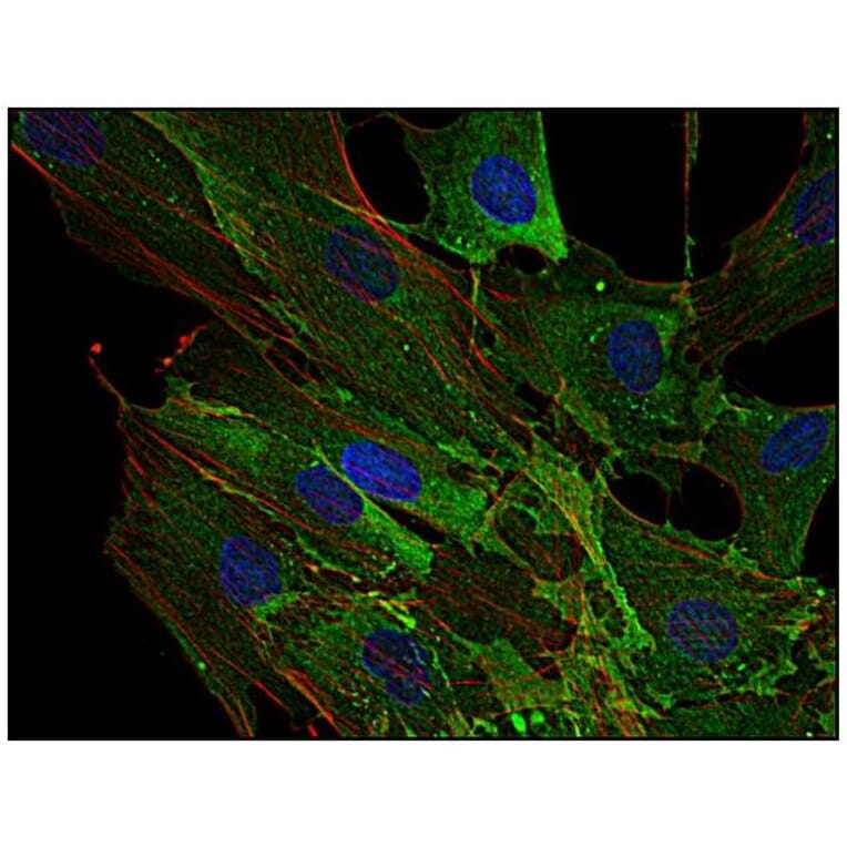 ICC - Anti-AHNAK Antibody [EM-09] (A86476)