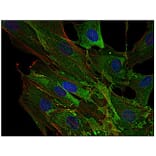ICC - Anti-AHNAK Antibody [EM-09] (A86476)
