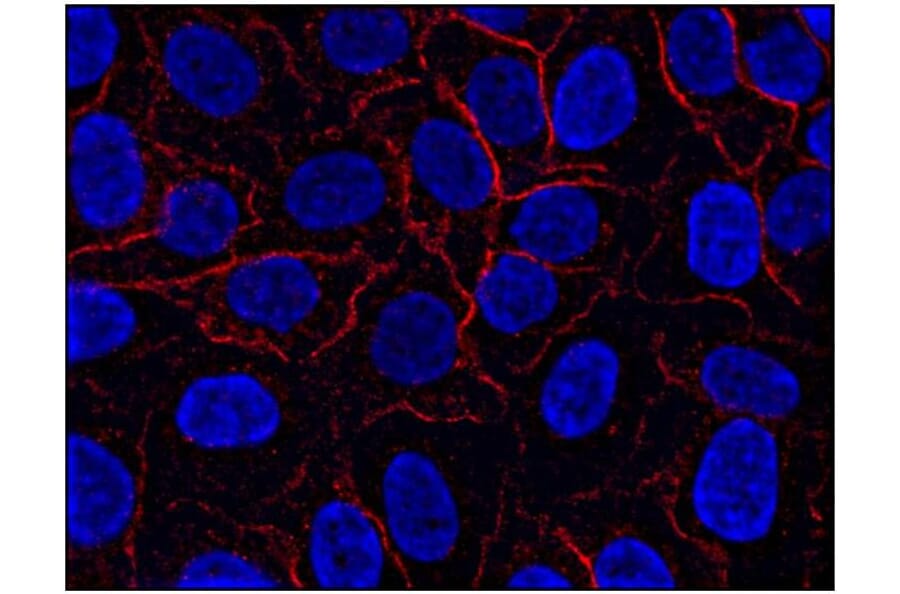 ICC - Anti-AHNAK Antibody [EM-09] (A86476)