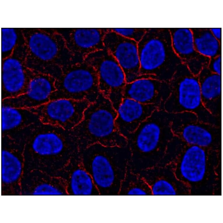 ICC - Anti-AHNAK Antibody [EM-09] (A86476)