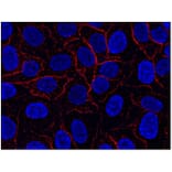 ICC - Anti-AHNAK Antibody [EM-09] (A86476)