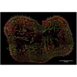 IHC - Anti-AHNAK Antibody [EM-09] (A86476)