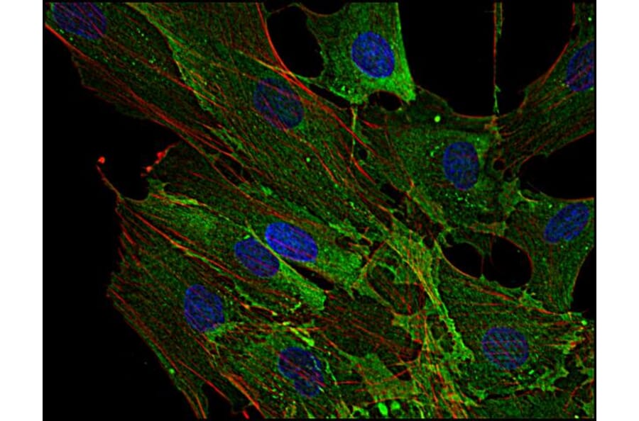 Immunocytochemistry - Anti-AHNAK Antibody [EM-09] (A86476) - Antibodies.com