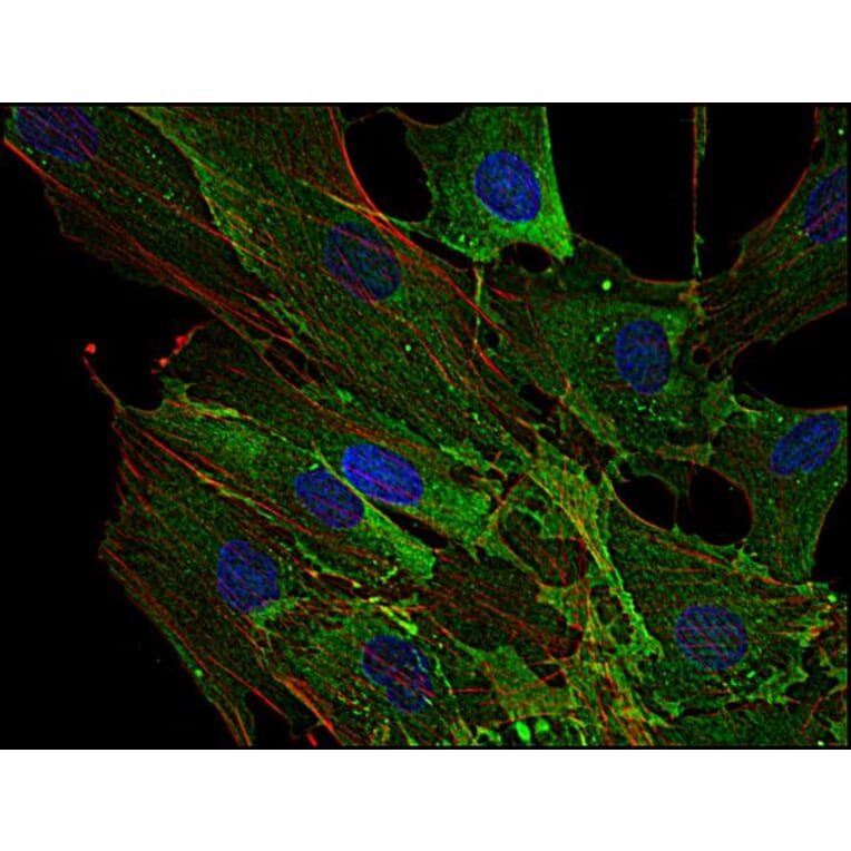 Immunocytochemistry - Anti-AHNAK Antibody [EM-09] (A86476) - Antibodies.com