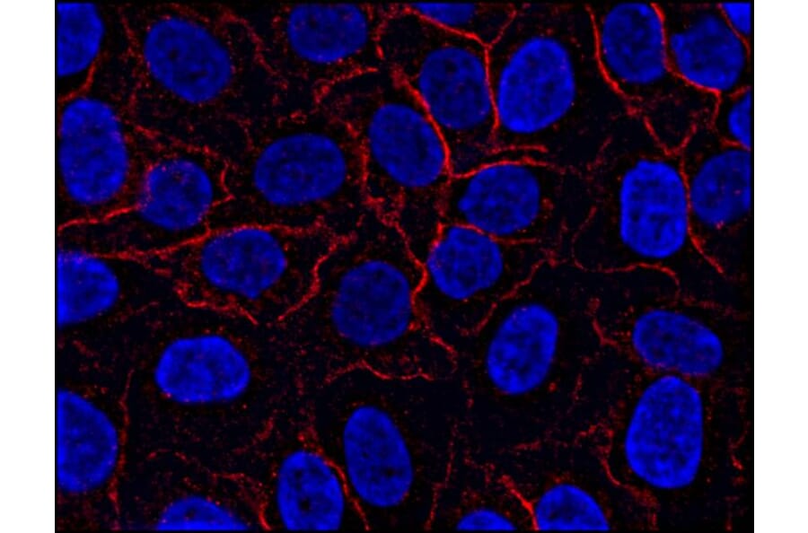 Immunocytochemistry - Anti-AHNAK Antibody [EM-09] (A86475) - Antibodies.com