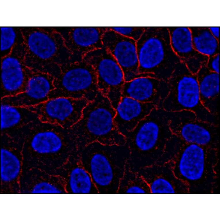 Immunocytochemistry - Anti-AHNAK Antibody [EM-09] (A86475) - Antibodies.com