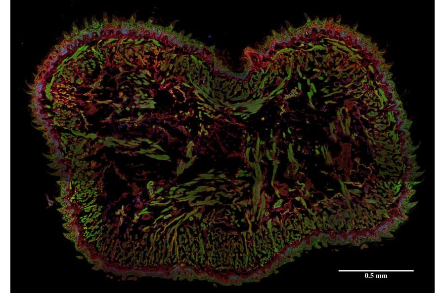 Immunohistochemistry - Anti-AHNAK Antibody [EM-09] (A86476) - Antibodies.com
