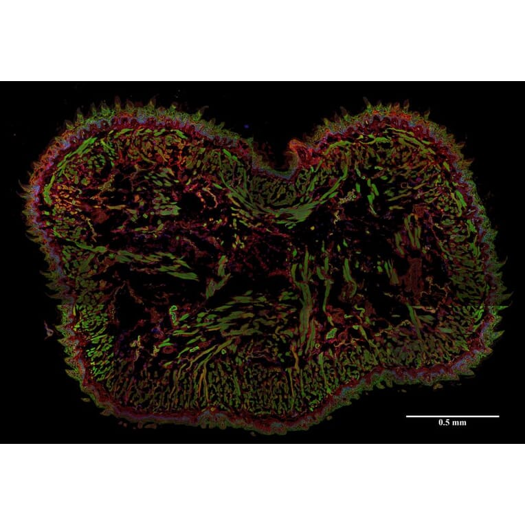 Immunohistochemistry - Anti-AHNAK Antibody [EM-09] (A86476) - Antibodies.com