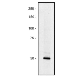 WB - Anti-Piccolo Antibody [PCLO-01] (A86487)