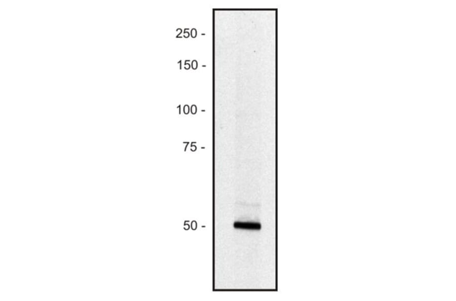 WB - Anti-Piccolo Antibody [PCLO-01] (A86487)