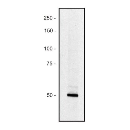 WB - Anti-Piccolo Antibody [PCLO-01] (A86487)