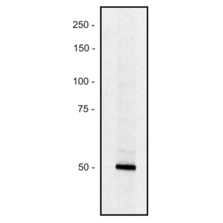 WB - Anti-Piccolo Antibody [PCLO-01] (A86487)