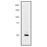 WB - Anti-Piccolo Antibody [PCLO-01] (A86487)