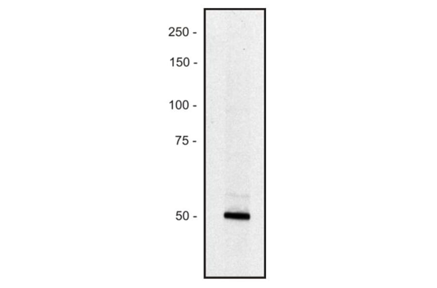 Western Blot - Anti-PCLO Antibody [PCLO-01] (A86483) - Antibodies.com