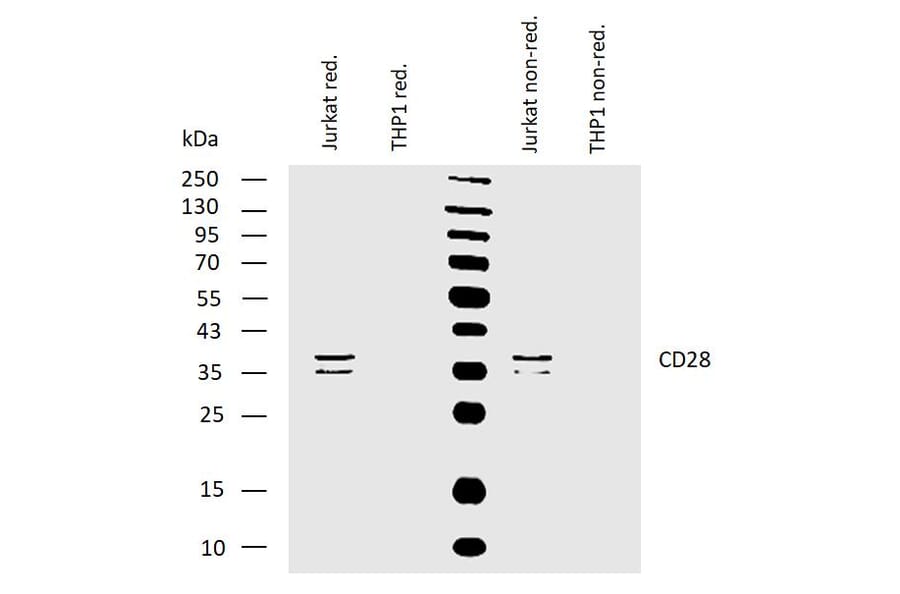 WB - Anti-CD28 Antibody [CD28.2] (A86493)