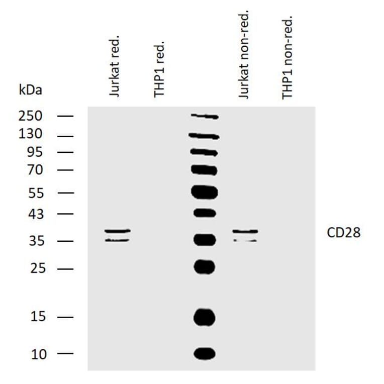 WB - Anti-CD28 Antibody [CD28.2] (A86493)