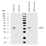 WB - Anti-CD28 Antibody [CD28.2] (A86493)