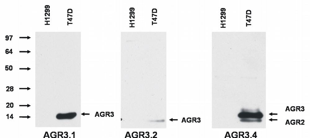 Anti-AGR3 Antibody [AGR3.2] (A86497) | Antibodies.com