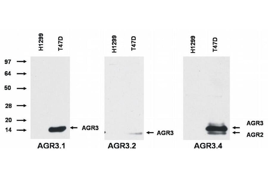 Western Blot - Anti-AGR3 Antibody [AGR3.2] (A86496) - Antibodies.com